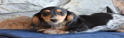 Miniature Dachshund dogs for sale: Abby - Ad 2