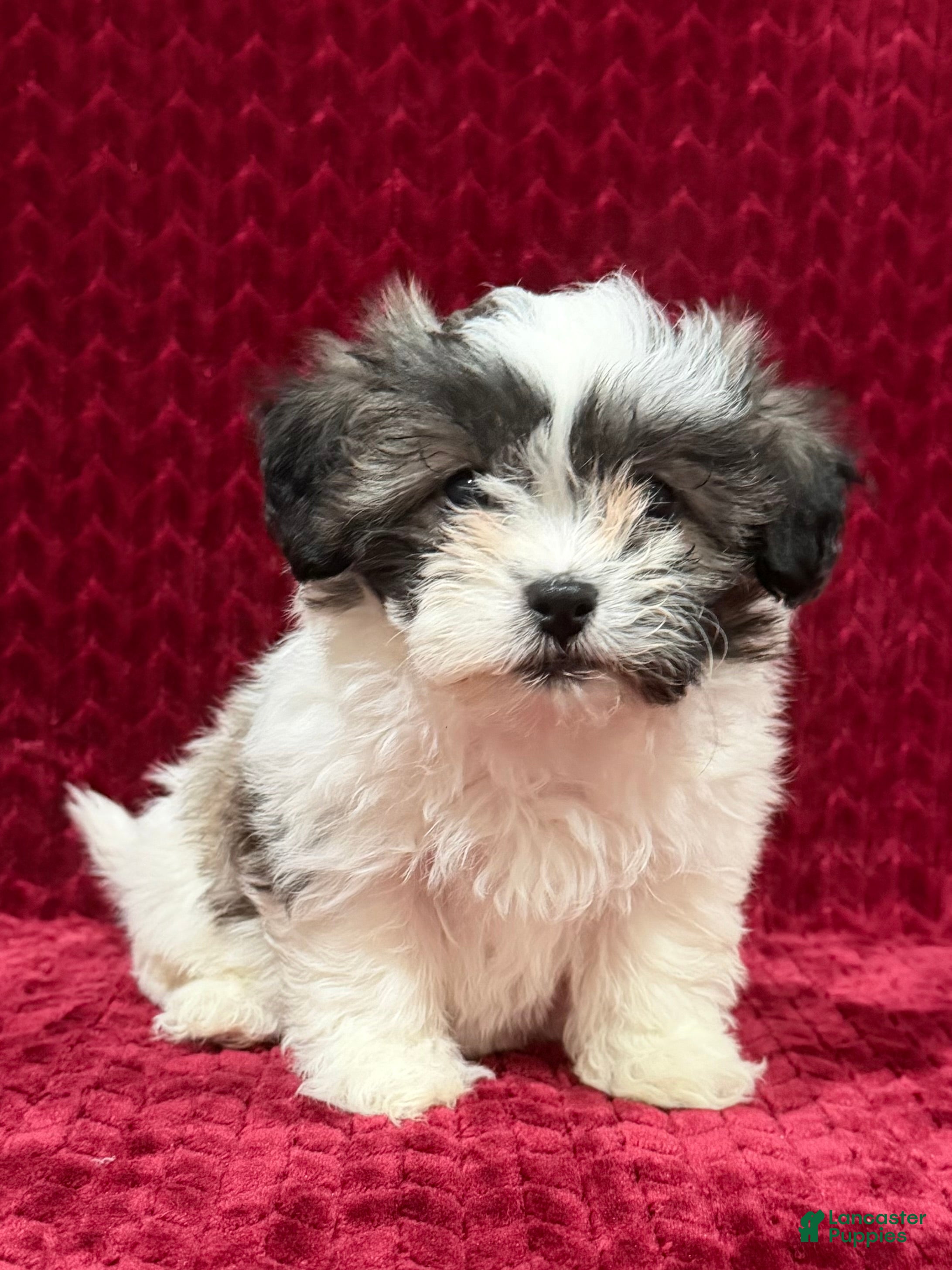 Teddy Bear dogs Nova - Ad 1