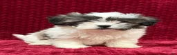 Teddy Bear dogs for sale: Nova - Ad 1