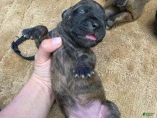 Cane Corso dogs Cane Corso Puppy 1 - Ad 7