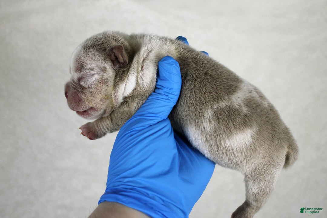 American Bully dogs for sale: Lilac Merle Male - Ad 2