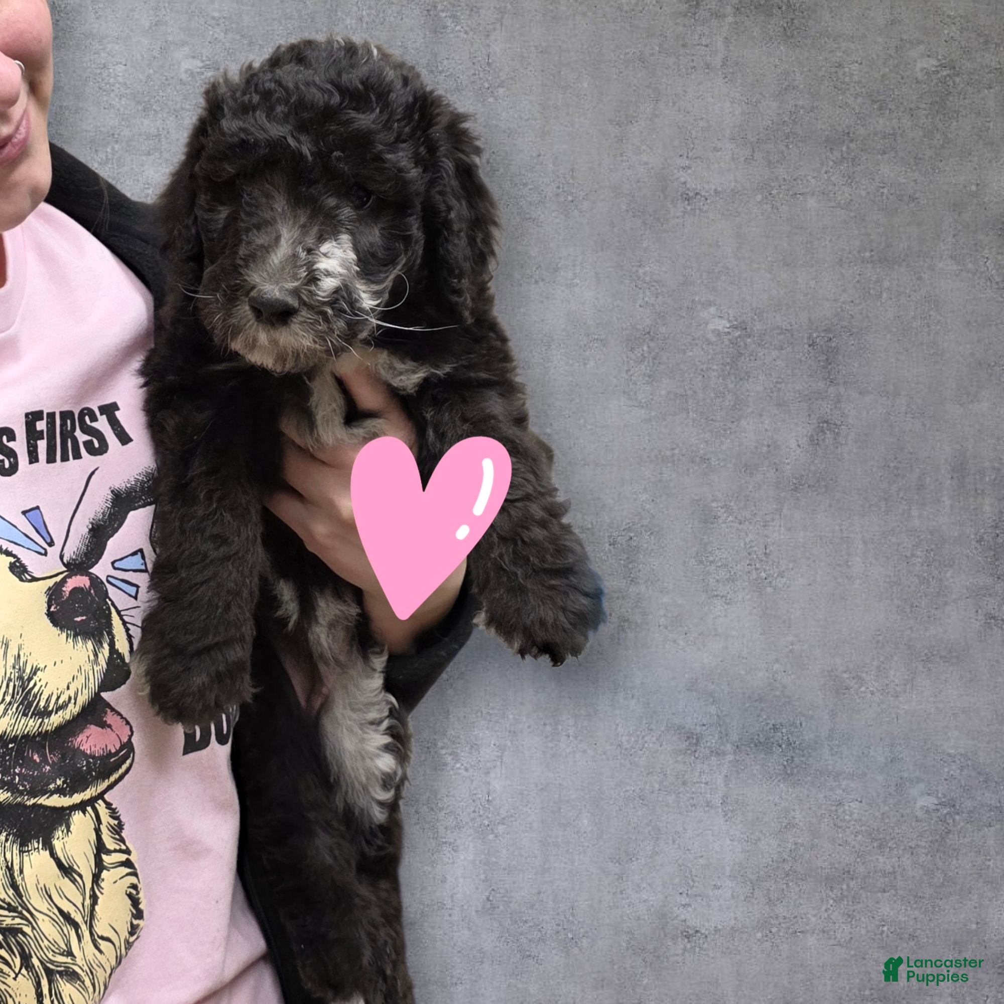 Standard Poodle dogs Standard Poodle Puppy 7 - Ad 31