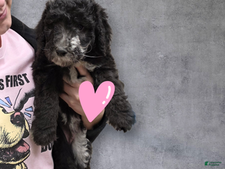 Standard Poodle dogs Standard Poodle Puppy 7 - Ad 9