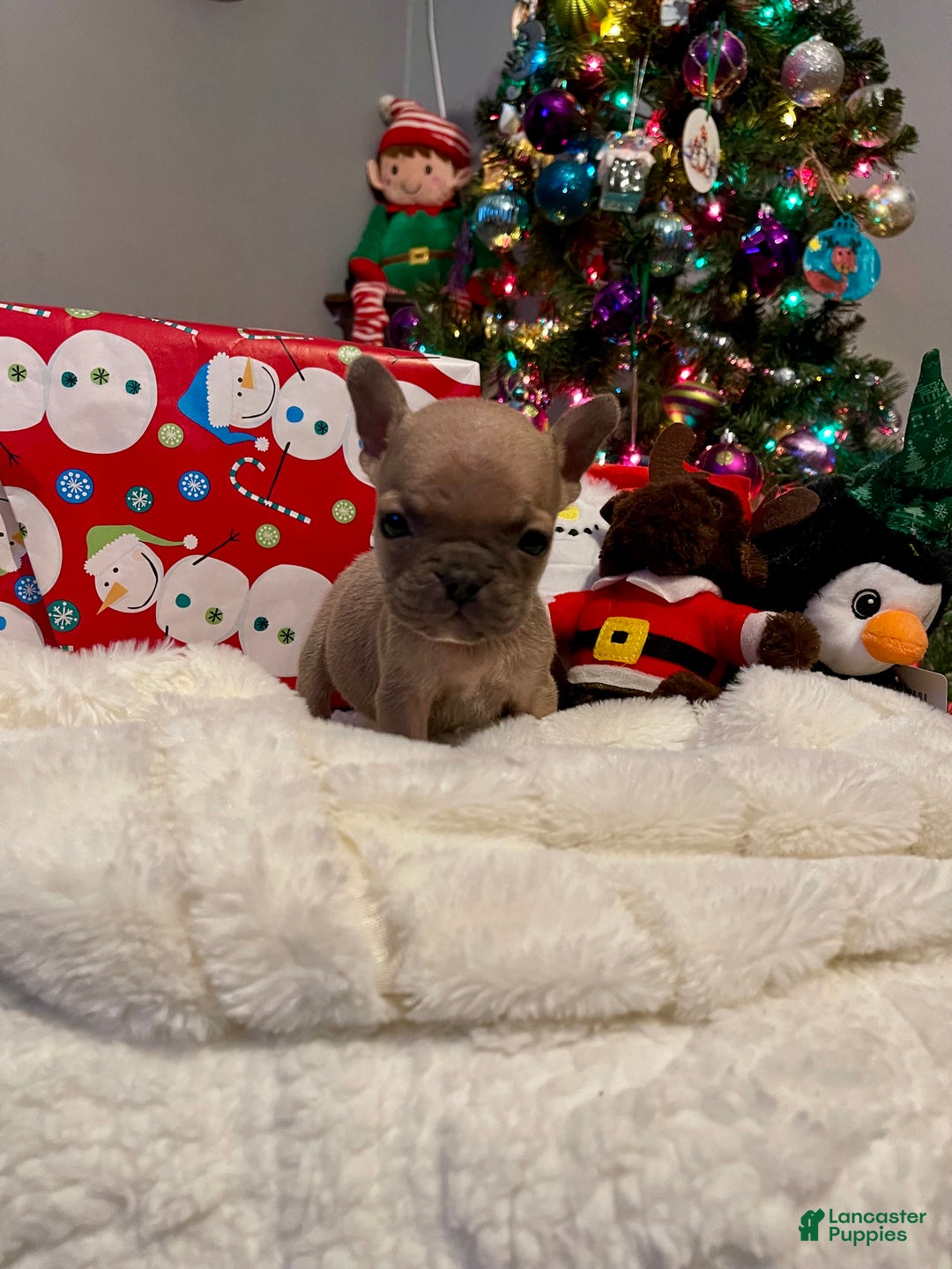 French Bulldog dogs for sale: Jujube  - Ad 3