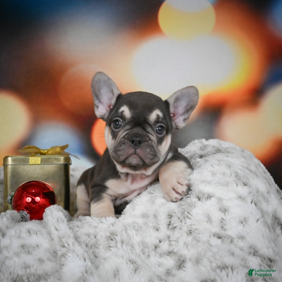 French Bulldog dogs for sale: Courtney - Ad 5