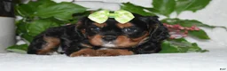 Cavalier King Charles Spaniel dogs for sale: Cavalier King Charles Spaniel 2 - Ad 5