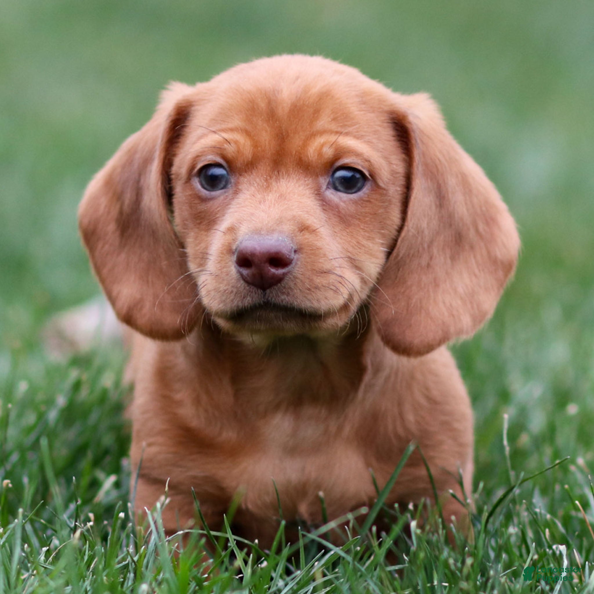 Dachshund dogs Harry - Ad 22