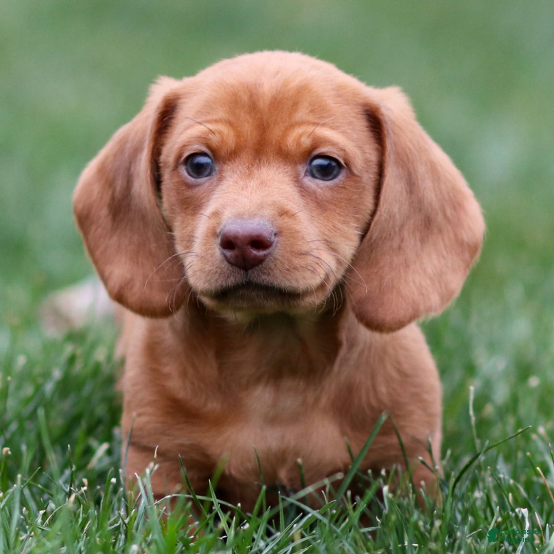 Dachshund dogs for sale: Harry - Ad 1