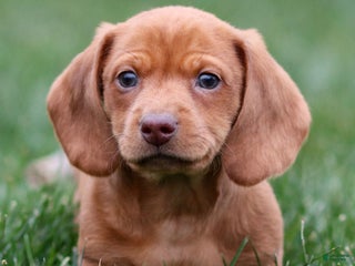 Dachshund dogs Harry - Ad 15