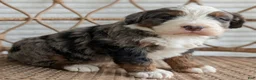 Bernedoodle dogs for sale: Shane - Ad 2
