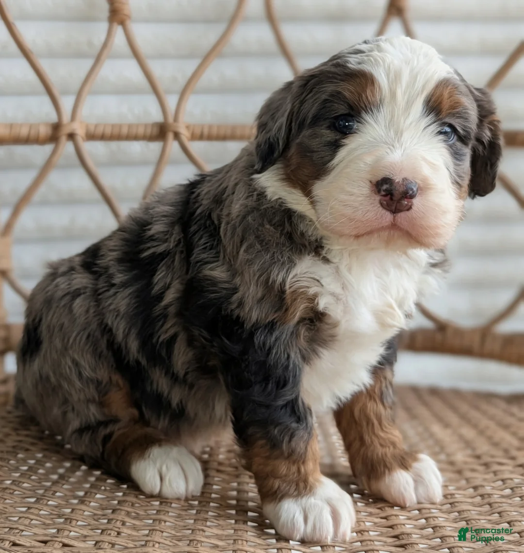 Bernedoodle dogs for sale: Shane - Ad 2