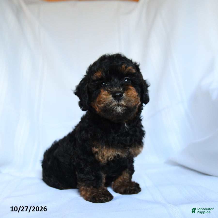 Toy Poodle dogs for sale: Zanna - Ad 2