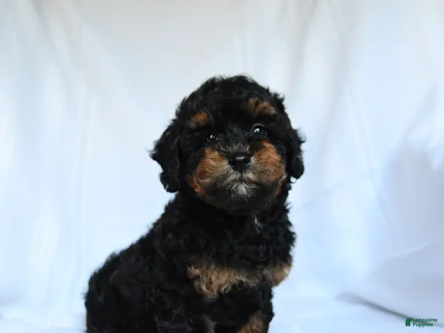 Toy Poodle dogs for sale: Zanna - Ad 2