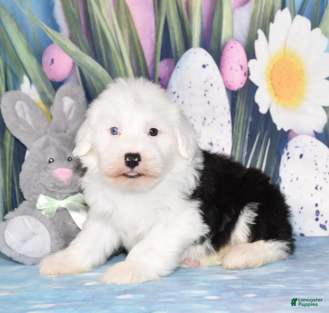 Old English Sheepdog dogs for sale: Tatum - 1 blue - Ad 2