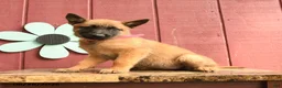 Belgian Malinois dogs for sale: Taffy - Ad 4
