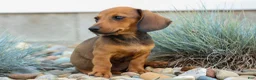 Miniature Dachshund dogs for sale: Sabrina 💝 - Ad 7
