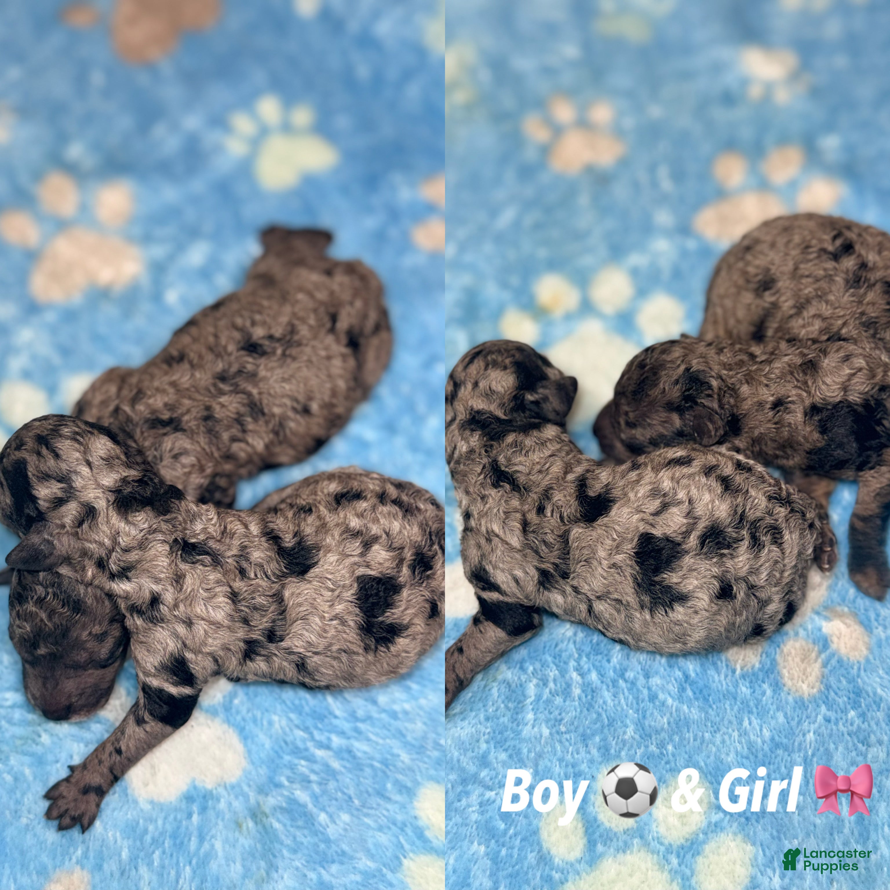 Miniature Poodle dogs Miniature Poodle Puppy 1 - Ad 4