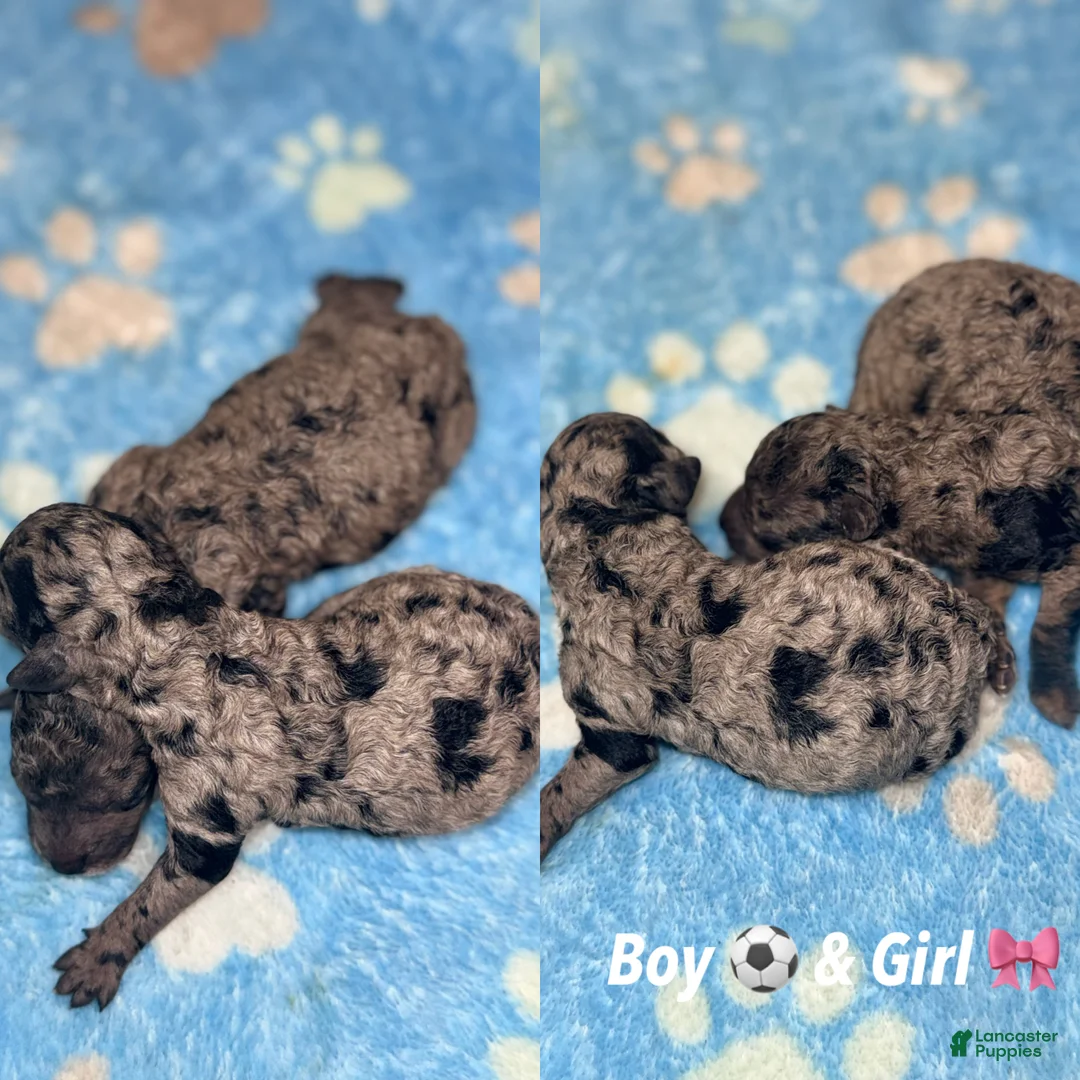 Miniature Poodle dogs for sale: Miniature Poodle Puppy 1 - Ad 1