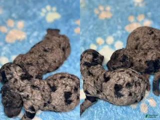 Miniature Poodle dogs Miniature Poodle Puppy 1 - Ad 4