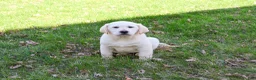 Labrador Retriever dogs for sale: Jeremiah  - Ad 2