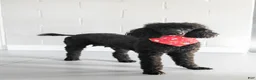 Standard Poodle dogs for sale: Vixen - Ad 4