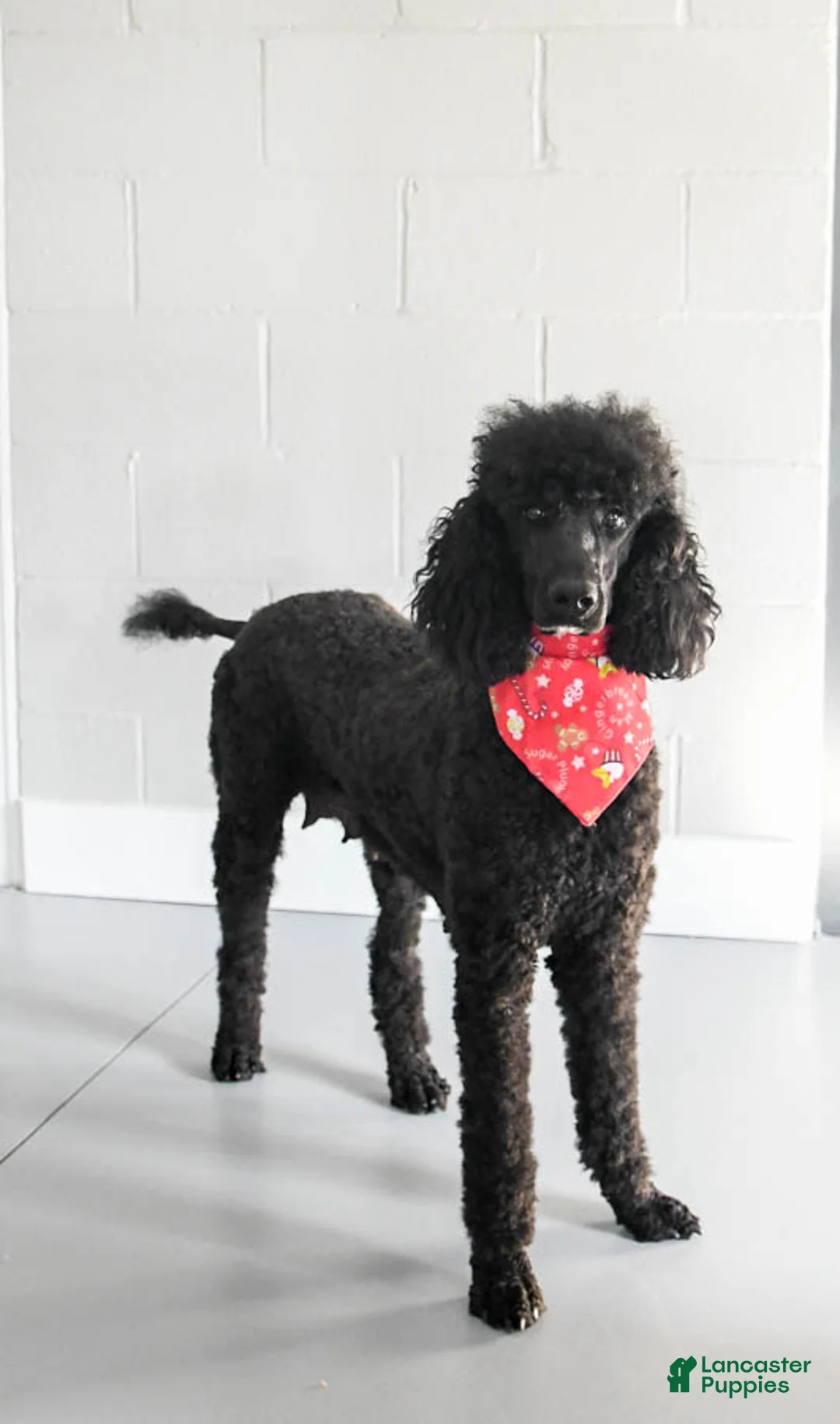 Standard Poodle dogs for sale: Vixen - Ad 4