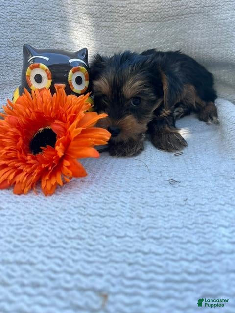 Yorkshire Terrier dogs Willy - Ad 2