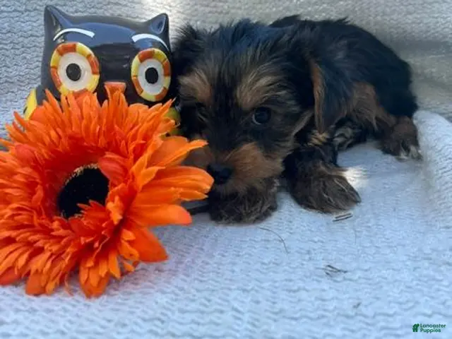 Yorkshire Terrier dogs for sale: Willy - Ad 2