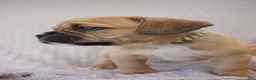 Puggle dogs for sale: Bunny - Ad 4