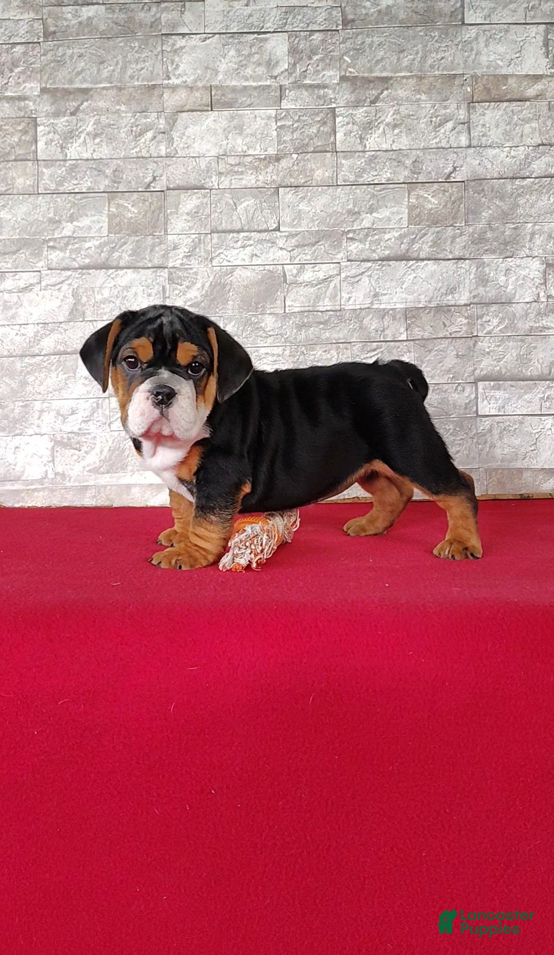 Beabull dogs Ellie - Ad 1