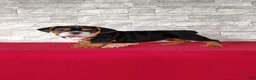 Beabull dogs for sale: Ellie - Ad 1