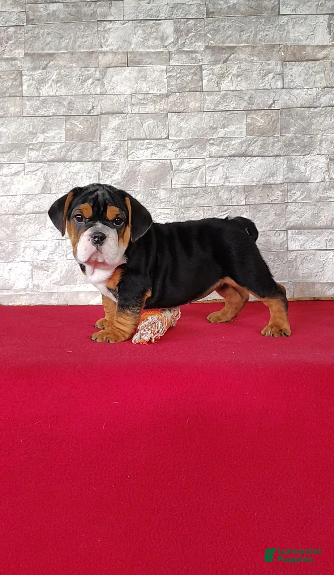 Beabull dogs for sale: Ellie - Ad 1