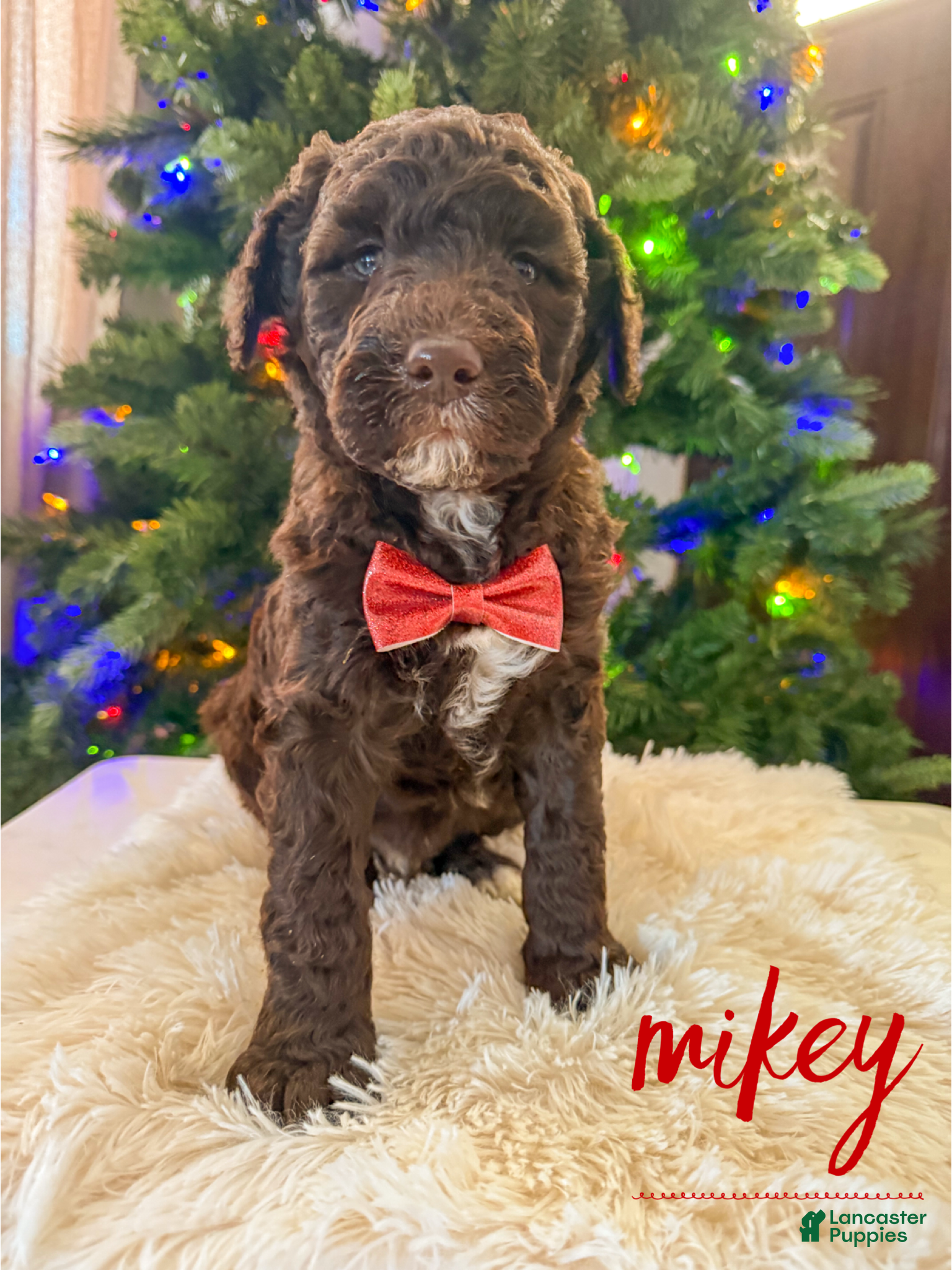 Goldendoodle dogs Mikey - Ad 30