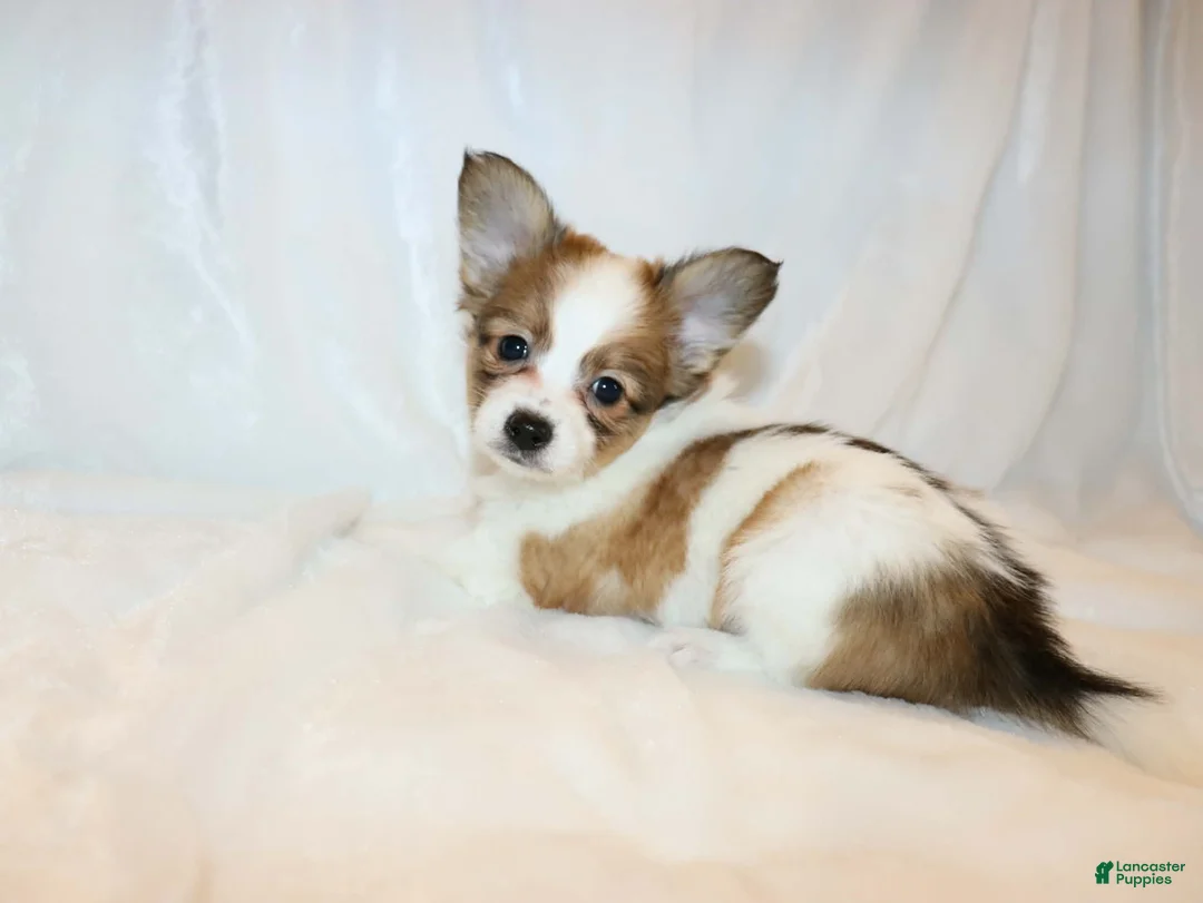 Papillon dogs for sale: Blue boy(Sunny) - Ad 7