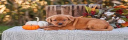 Labrador Retriever dogs for sale: Asher, Labrador Retriever  - Ad 1