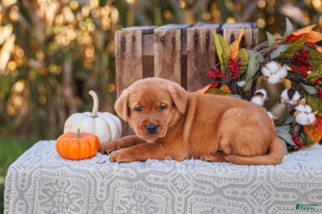 Labrador Retriever dogs for sale: Asher, Labrador Retriever  - Ad 1