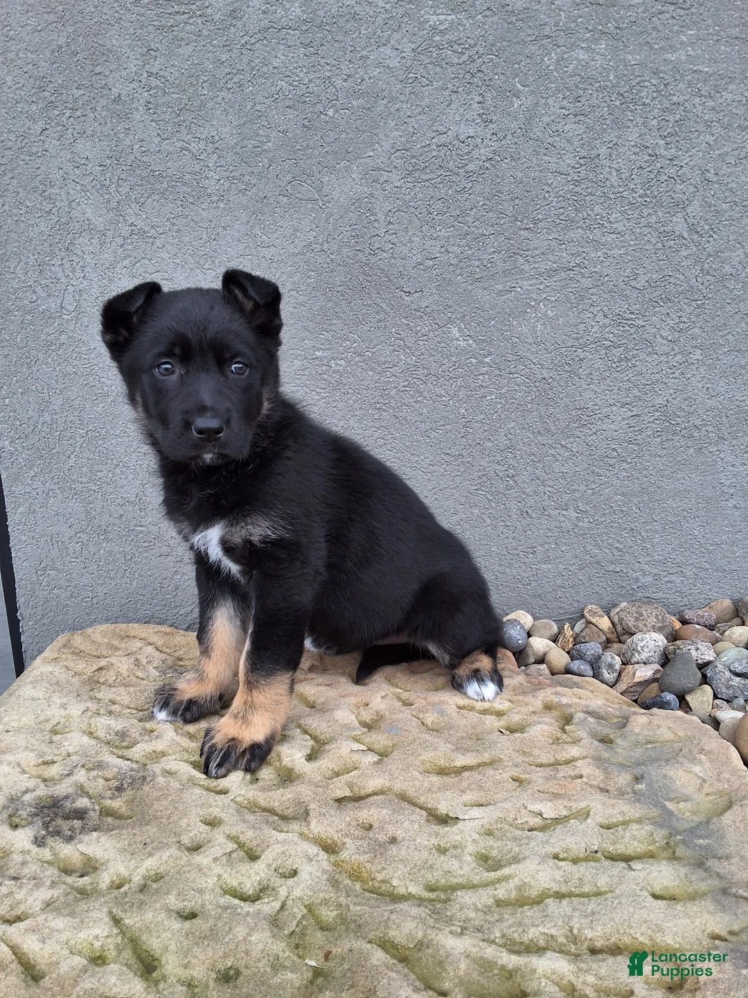 German Shepherd dogs for sale: Aria - Ad 2