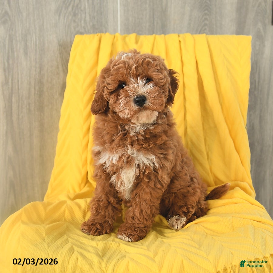 Miniature Poodle dogs Teddy - Ad 37