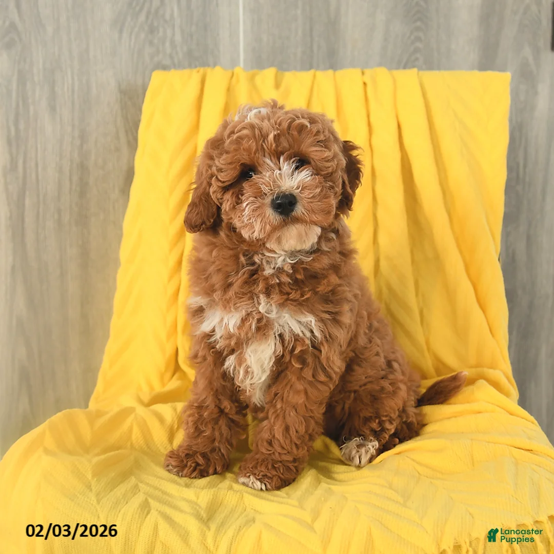 Miniature Poodle dogs for sale: Teddy - Ad 1