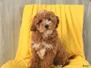 Miniature Poodle dogs Teddy - Ad 37