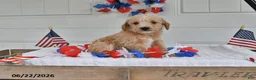 Toy Poodle dogs for sale: Sailor - Ad 3