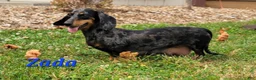 Miniature Dachshund dogs for sale: Vivian  - Ad 45