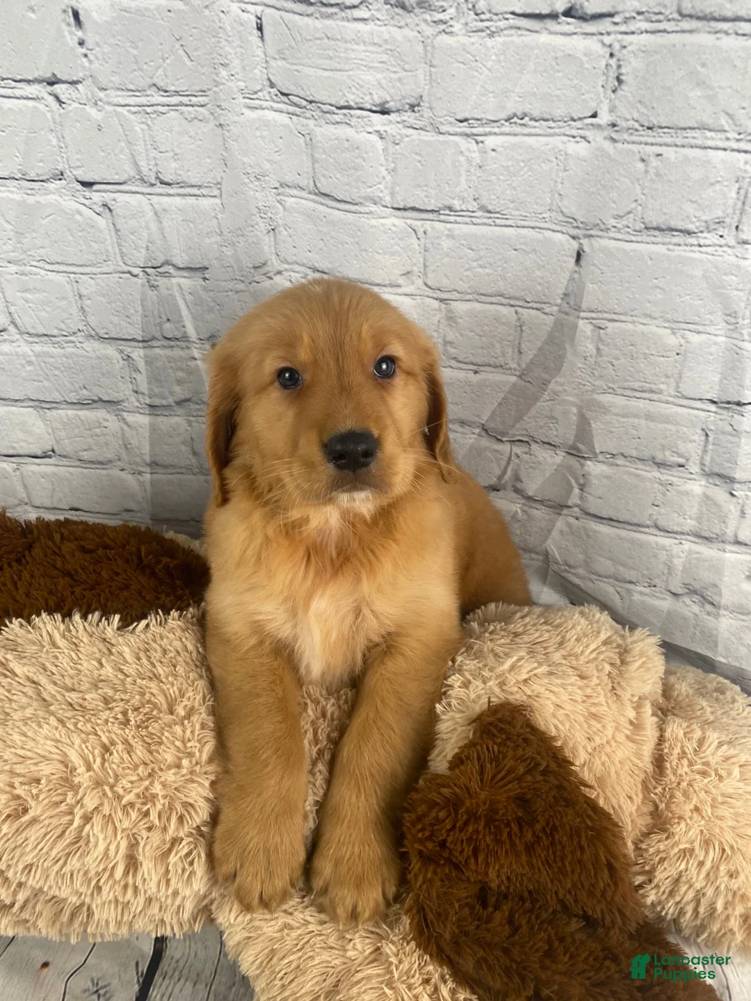 Golden Retriever dogs for sale: Dale - Ad 2