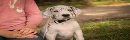 Great Dane dogs for sale: Beatrice Great Dane  - Ad 15