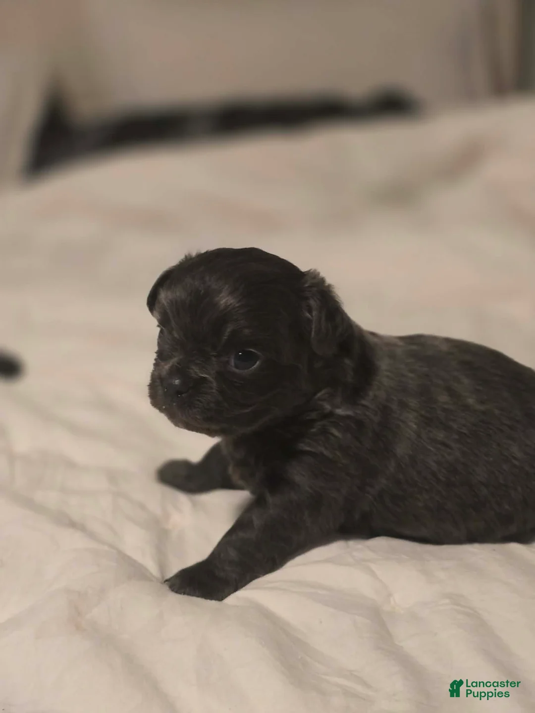 Chihuahua dogs for sale: landon - Ad 2