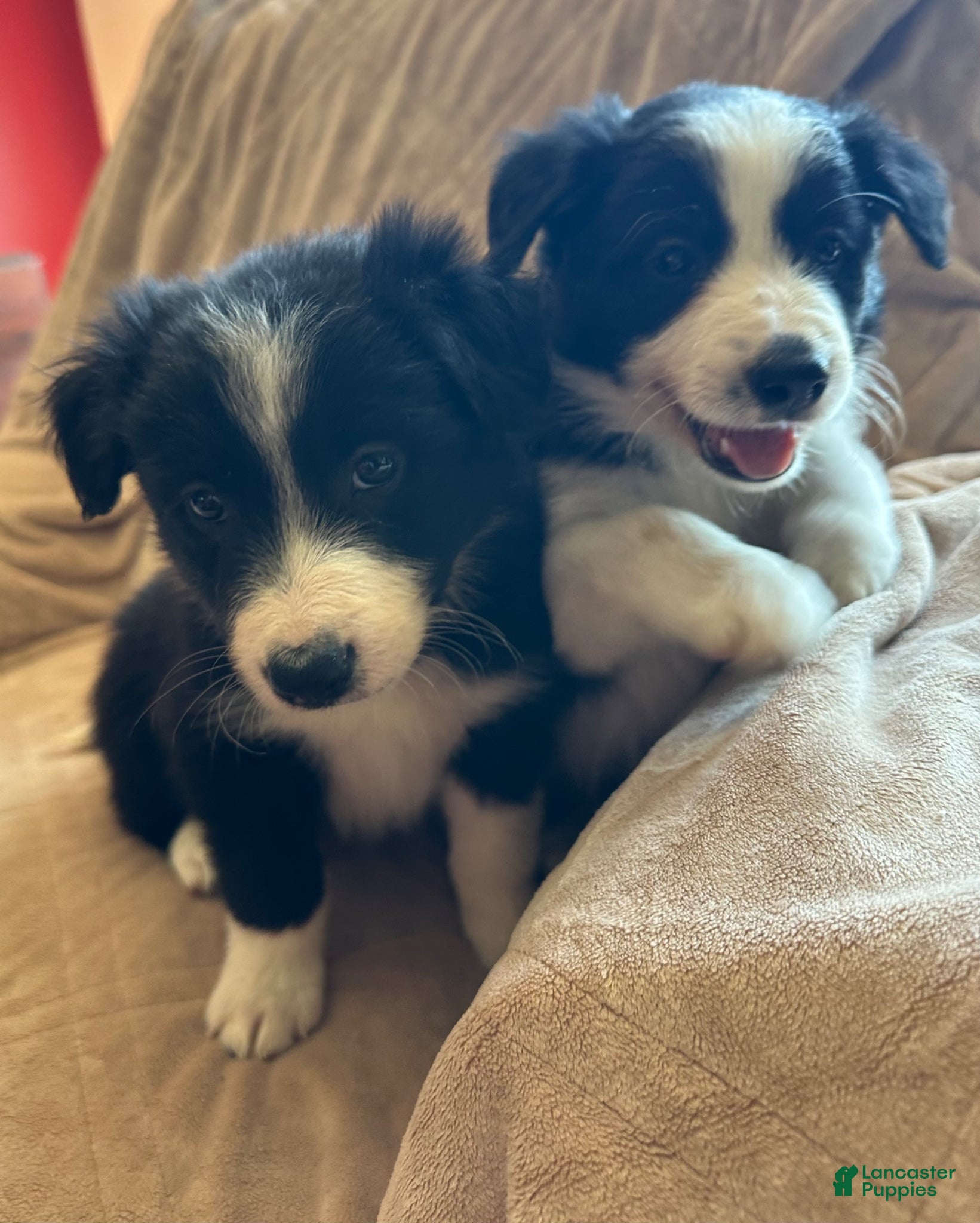 Border Collie dogs Border Collie Puppy 1 - Ad 8