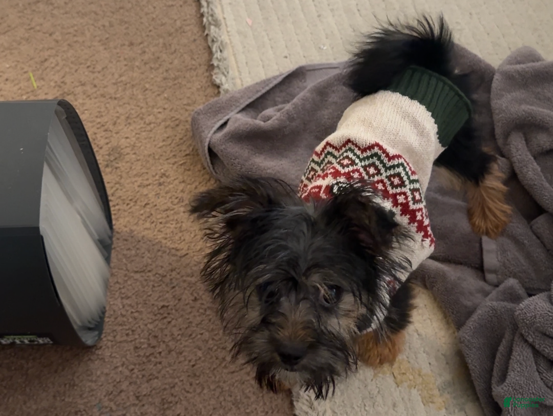 Yorkiepoo dogs for sale: Teddy - Ad 5