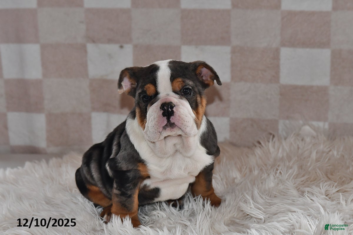 Olde English Bulldogge dogs Mila - Ad 10