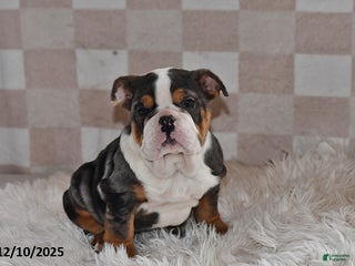 Olde English Bulldogge dogs Mila - Ad 3