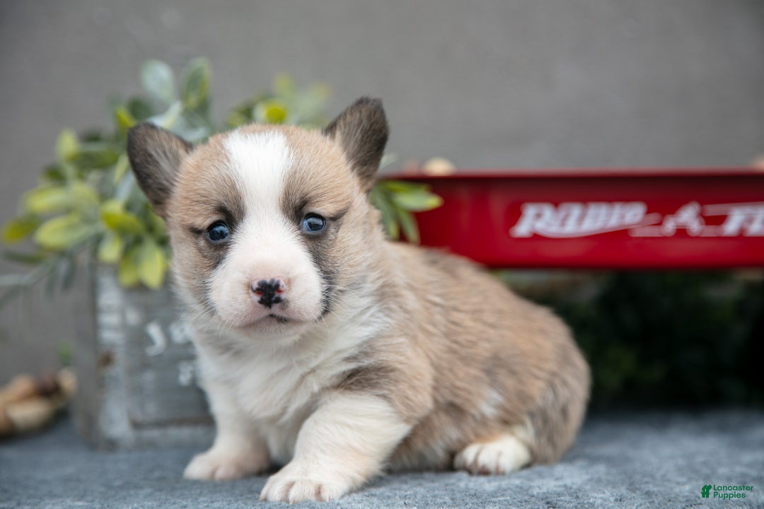 Welsh Corgi Pembroke dogs for sale: Snicker - Ad 1
